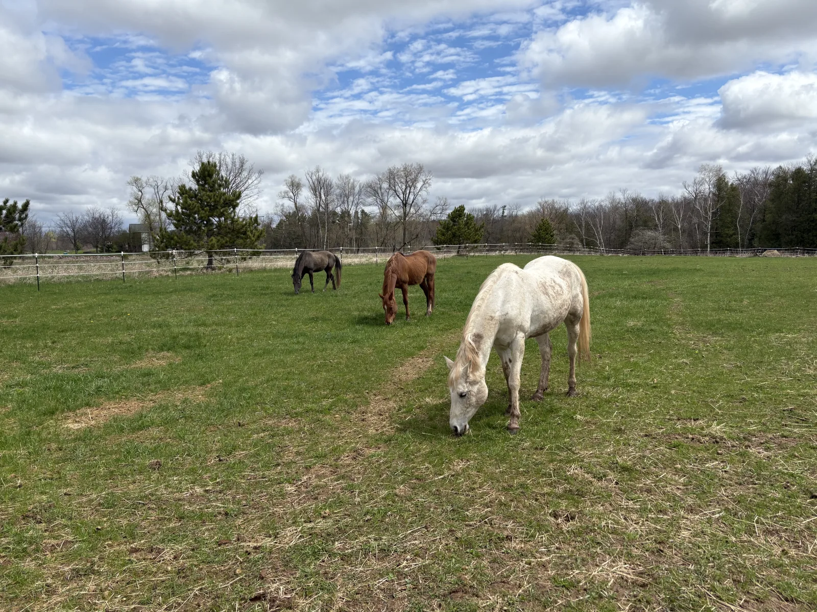 Our horses at home